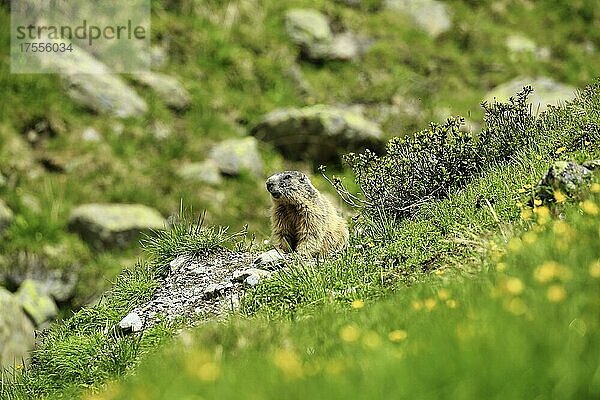 Murmeltier (Marmota)  vor dem Bau  Karls  Tirol  Österreich  Europa