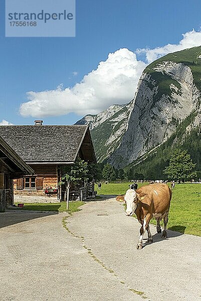Rückkehr der Kühe in das Almdorf Eng am Abend  Hinterriss  Tirol  Österreich  Europa
