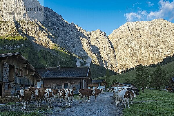 Kühe frühmorgens vor dem Karwendelgebirge  Eng-Alm  Hinterriss  Tirol  Österreich  Europa