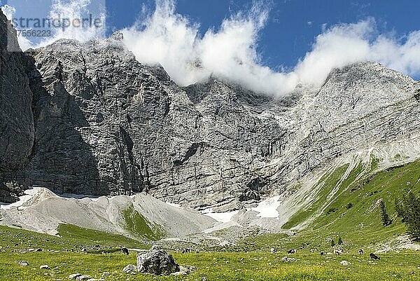 Kühe im Almgebiet Enger Grund  dahinter Grubenkarspitze  Karwendel-Gebirge  Tirol  Österreich  Europa