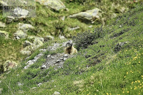 Murmeltier (Marmota)  vor dem Bau  Karls  Tirol  Österreich  Europa