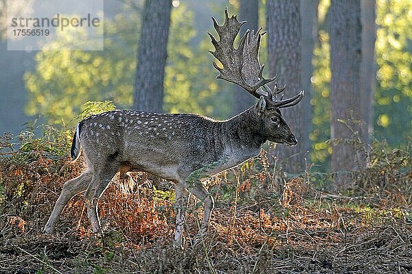 Damwild (Dama dama)  Haltern  Nordrhein-Westfalen  Deutschland  Captive  Europa