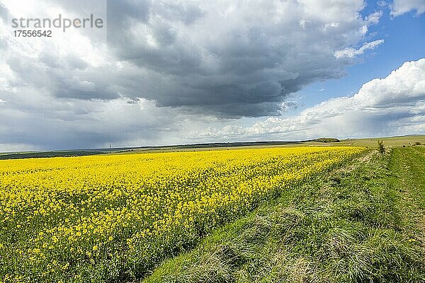 Vorbeiziehende Regenwolken über gelb blühendem Ölraps  Salisbury Plain  nahe Coombe  Wiltshire  England  UK