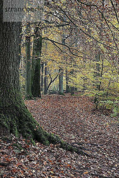 Buchenwald im Herbst  Weg mit Laub  Bottrop  Ruhrgebiet  Nordrhein-Westfalen  Deutschland  Europa