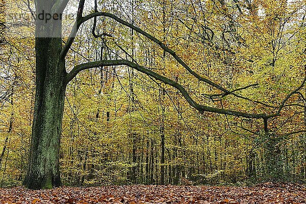 Buche im Herbst  Bottrop  Ruhrgebiet  Nordrhein-Westfalen  Deutschland  Europa