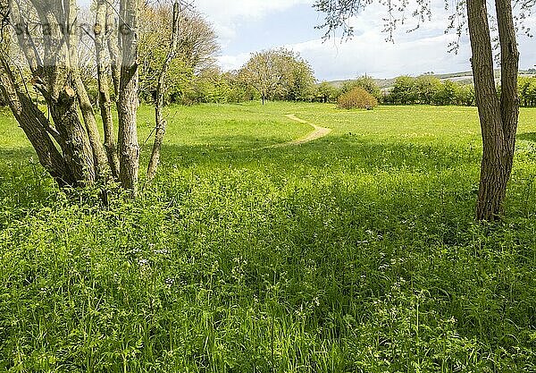 Gemähter Grasweg durch Wildblumenwiese großer Privatgarten  Wiltshire  England  UK