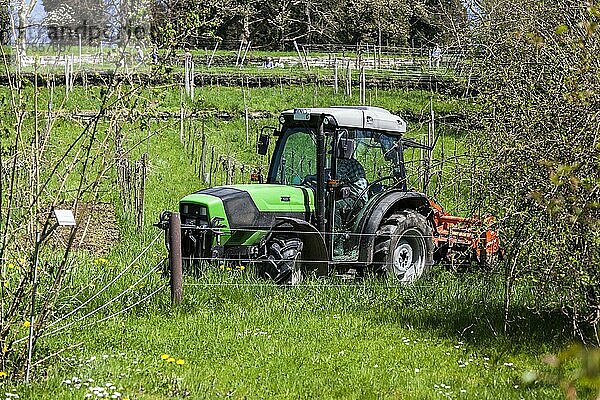 Bauer mit seinem Traktor bei der Arbeit zwischen den Weinbergen am Hang  Mainau  Baden-Württemberg  Deutschland  Europa