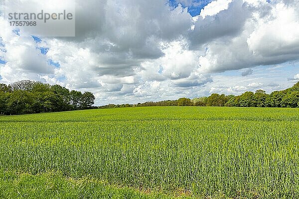 Ländliche Landschaft grüne Getreideernte rollende Cumuluswolke (cumulus)  Shottisham  Suffolk  England  UK