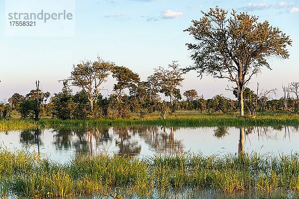 Wasserlandschaft im Little Vumbura Camp  Okavango Delta  Botswana  Afrika