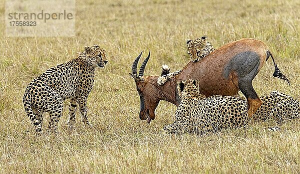 Vier Gepardenmännchen (Acinonyx jubatus) töten ein erwachsenes Topi (Damaliscus lunatus)  Masai-Mara-Wildschutzgebiet  Kenia  Afrika