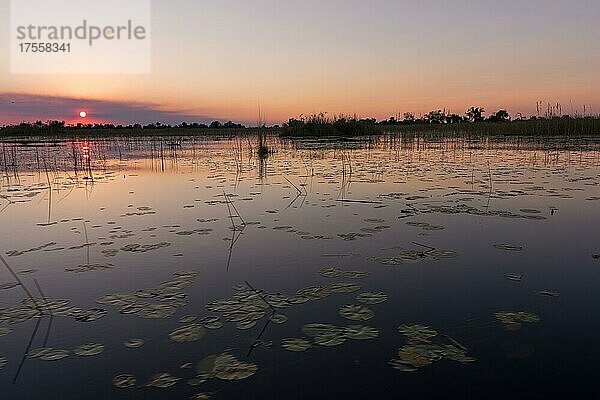 Sonnenuntergang über der Wasserlandschaft des Okavango Deltas  Vumbura Plains Camp  Botswana  Afrika