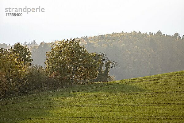 Herbststimmung bei diffusem Licht auf den Feldern  Hof Höfen  Allensbach  Baden-Württemberg  Deutschland  Europa