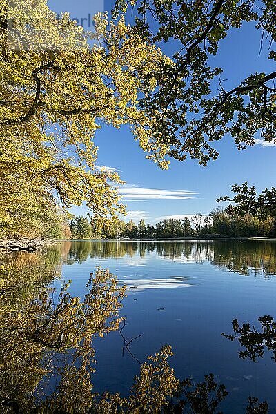 Herbstbäume am Ufer vom Lengwiler Weiher  Lengwil Kreuzlingen  Thurgau  Schweiz  Europa