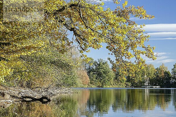 Herbstbäume am Ufer vom Lengwiler Weiher  Lengwil Kreuzlingen  Thurgau  Schweiz  Europa