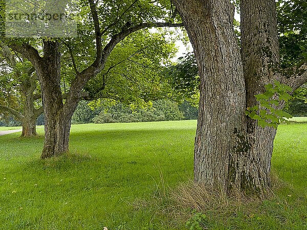 Alte Bäume im Schlossgarten  Schloss Belvedere  Weimar  Thüringen  Deutschland  Europa
