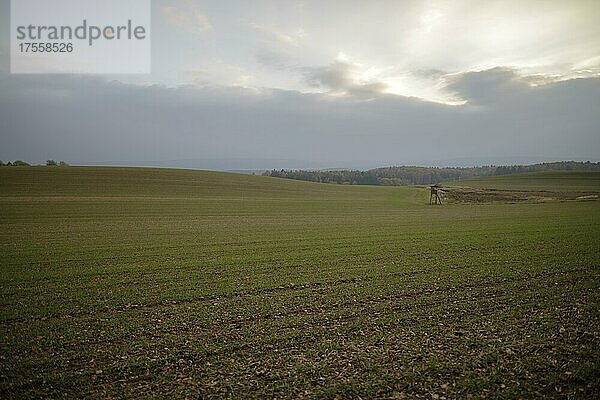 Herbststimmung bei diffusem Licht auf den Feldern  Hof Höfen  Allensbach  Baden-Württemberg  Deutschland  Europa