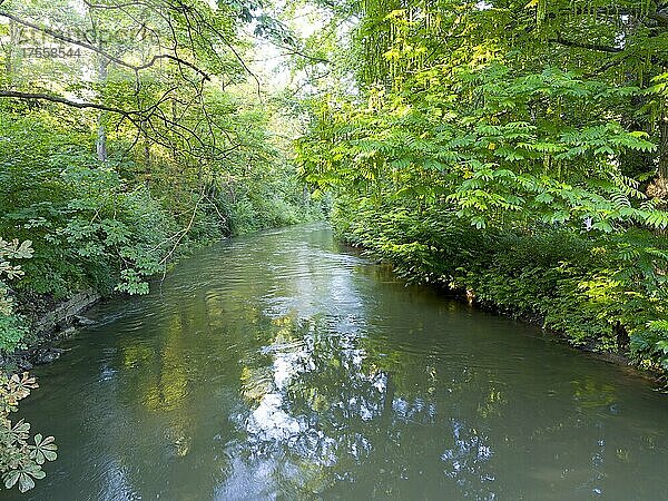Fluss Ilm mit Ufervegetation  Park an der Ilm  Weimar  Thüringen  Deutschland  Europa