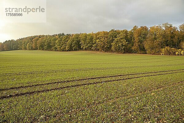 Herbststimmung bei diffusem Licht auf den Feldern  Hof Höfen  Allensbach  Baden-Württemberg  Deutschland  Europa