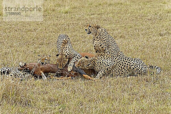 Vier Gepardenmännchen (Acinonyx jubatus) töten ein erwachsenes Topi (Damaliscus lunatus)  Masai-Mara-Wildschutzgebiet  Kenia  Afrika