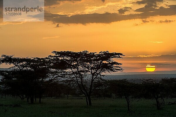 Akazien mit untergehender Sonne  Masai Mara  Kenia  Afrika