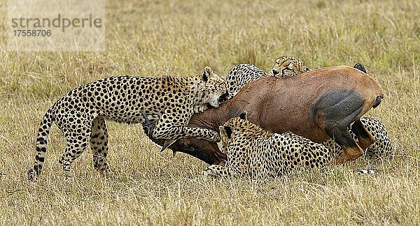 Vier Gepardenmännchen (Acinonyx jubatus) töten ein erwachsenes Topi (Damaliscus lunatus)  Masai-Mara-Wildschutzgebiet  Kenia  Afrika