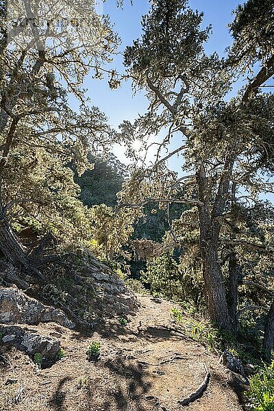 Kiefernwald in der Nähe des Mirador de Abrante bei Agulo  La Gomera  Spanien  Europa