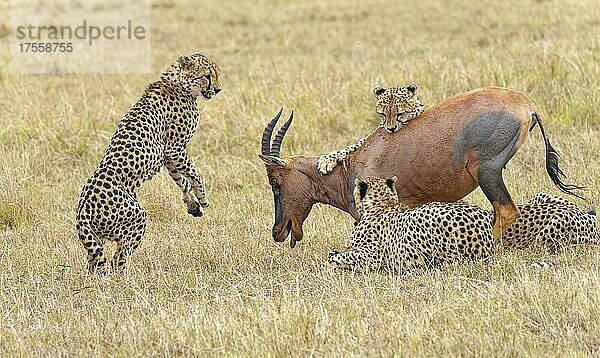 Vier Gepardenmännchen (Acinonyx jubatus) töten ein erwachsenes Topi (Damaliscus lunatus)  Masai-Mara-Wildschutzgebiet  Kenia  Afrika