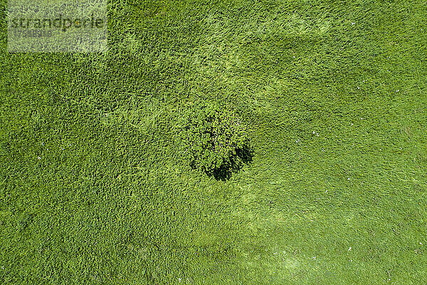 Luftaufnahme einsamer Baum im sonnigen grünen Feld  Auvergne  Frankreich