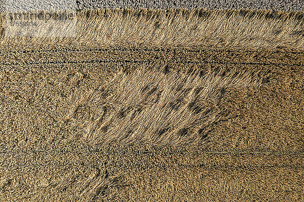 Aerial Drohne POV goldenen braunen Weizen Ernte