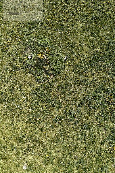 Luftaufnahme Kühe auf einem üppigen grünen Feld  Auvergne  Frankreich