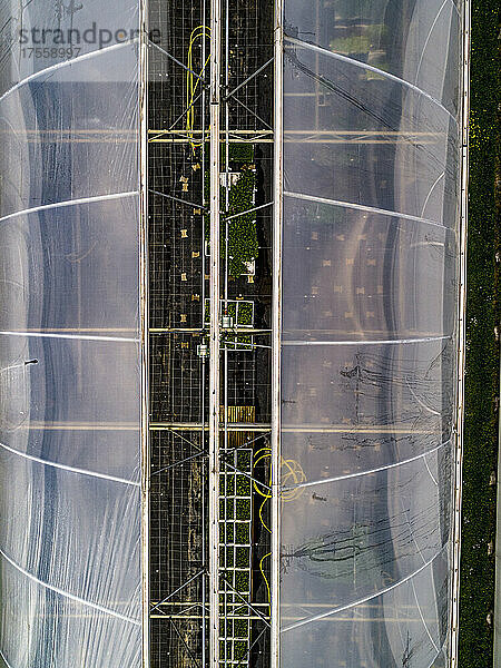 Luftaufnahme von Pflanzen  die unter einem offenen Gewächshausdach wachsen  Baden Württemberg  Deutschland