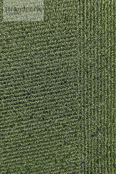 Aerial Drohne POV grünen Weizen Pflanzen in Reihen bilden Muster in landwirtschaftlichen Bereich
