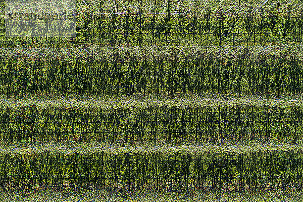 Luftaufnahme von oben üppig grüner Weinberg Reben in einer Reihe  Hessen  Deutschland