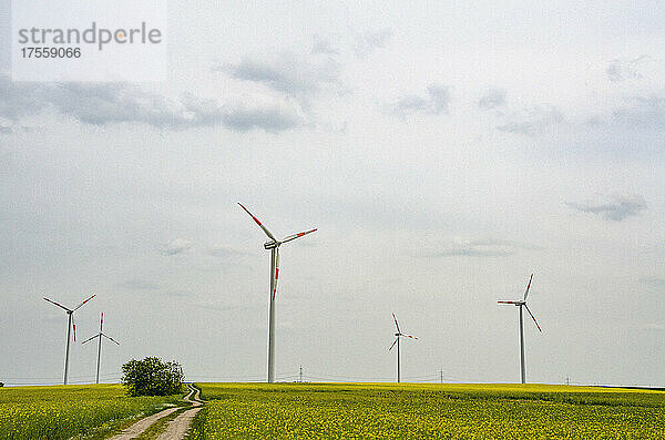 Windkraftanlagen in einer idyllischen ländlichen Gegend  Brandenburg  Deutschland