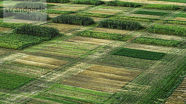 Aerial Drohne POV lebendige grüne Ernte Flecken auf dem Bauernhof