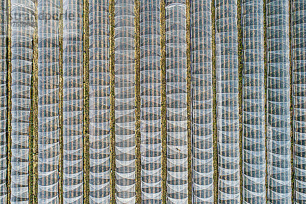 Luftaufnahme von oben auf Reihen von Polyethylentunneln über landwirtschaftlichen Kulturen  Deutschland