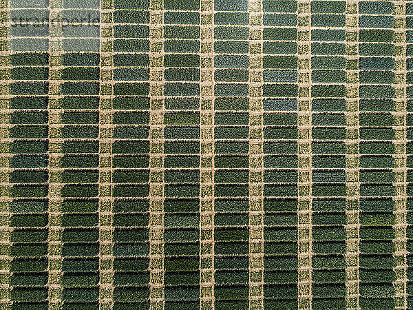 Luftaufnahme üppige grüne Flecken  die ein Muster in der Ernte bilden  Baden-Württemberg  Deutschland