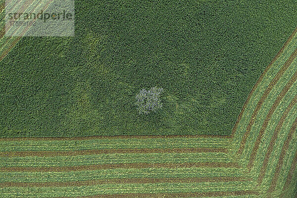 Luftaufnahme grüne Landschaft mit abgeerntetem Heufeld und einzelnem Baum  Auvergne  Frankreich