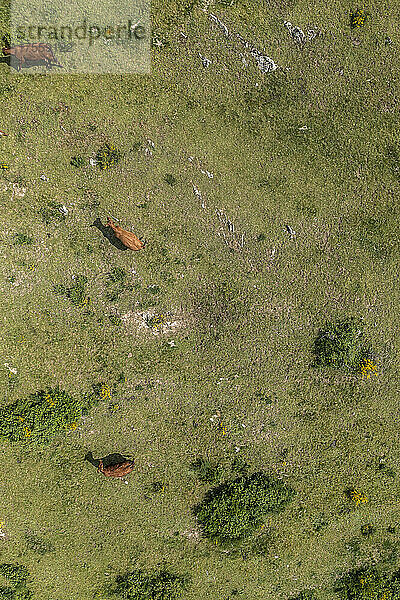 Luftaufnahme grasende Kühe auf einem üppigen grünen Feld  Auvergne  Frankreich