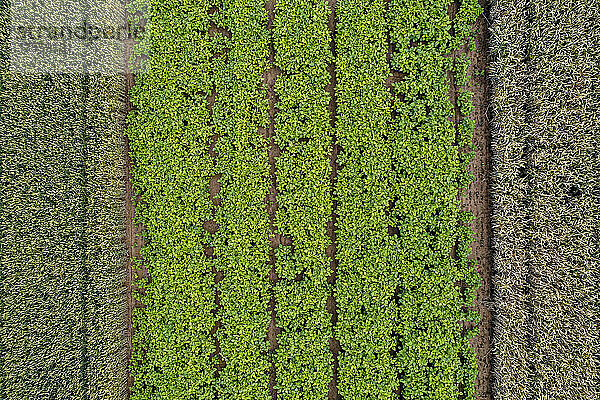 Luftaufnahme von Reihen grüner Feldfrüchte  die von kontrastierenden Feldfrüchten umrandet werden  Baden-Württemberg  Deutschland