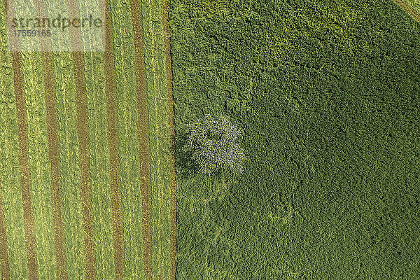 Luftaufnahme von oben einsamer Baum in grünem Heu-Feld  Auvergne  Frankreich