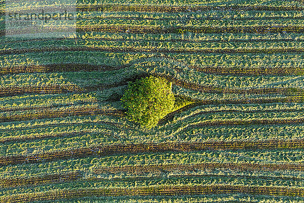 Luftaufnahme einsamer Baum inmitten gestreifter grüner Pflanzen  Auvergne  Frankreich