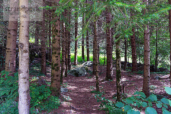 Italien  Lombardei  Valtellina  Val Masino  Wald