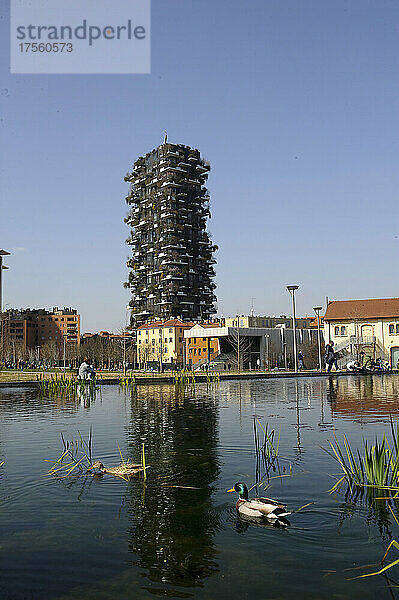 Mailand  Italien Im Teich des Parks der Biblioteca degli Alberi  Piazza Gae Aulenti  ein Paar deutscher Enten (Anas platyrhynchos).