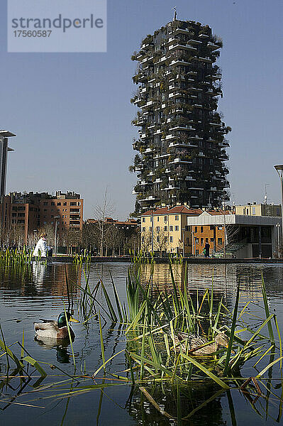 Mailand  Italien Im Teich des Parks der Biblioteca degli Alberi  Piazza Gae Aulenti  ein Paar deutscher Enten (Anas platyrhynchos).