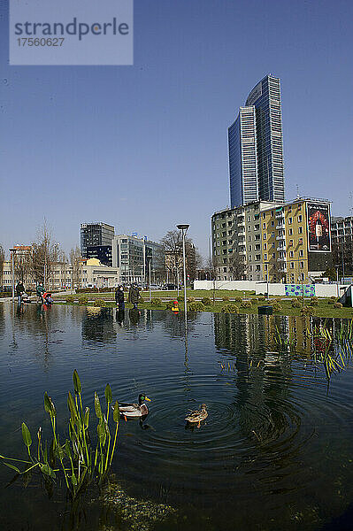 Mailand  Italien Im Teich des Parks der Biblioteca degli Alberi  Piazza Gae Aulenti  ein Paar deutscher Enten (Anas platyrhynchos).