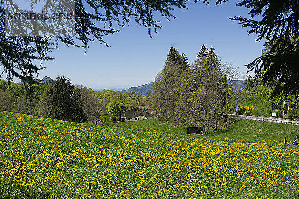 Italien  Lombardei  Provinz Lecco  Belvedere des Valentino-Parks am Pian dei Resinelli. Blick auf den Comer See  Ortsteil von Lecco. Feld mit gelben Blumen.