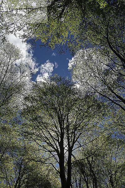 in einem Birkenwald  mit Blick auf die Baumkronen mit grünen Blättern  einem blauen Himmel  weißen Wolken  im Valsassina auf den Piani dei Resinelli.