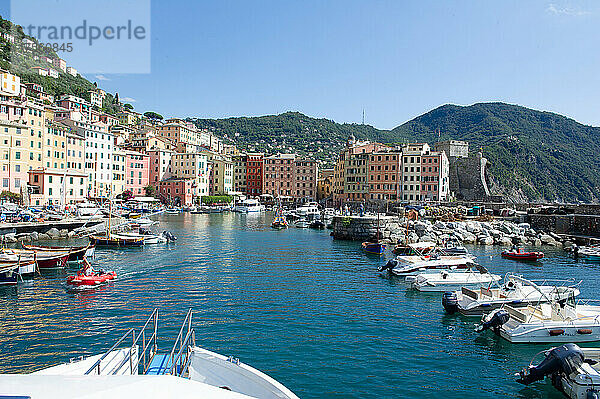 Europa  Italien  Stadt Camogli am Mittelmeer in Ligurien. Hafen mit Fischerbooten