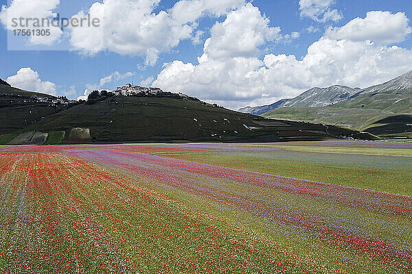 Italien  Umbrien  Castelluccio di Norcia  Linsenfelder